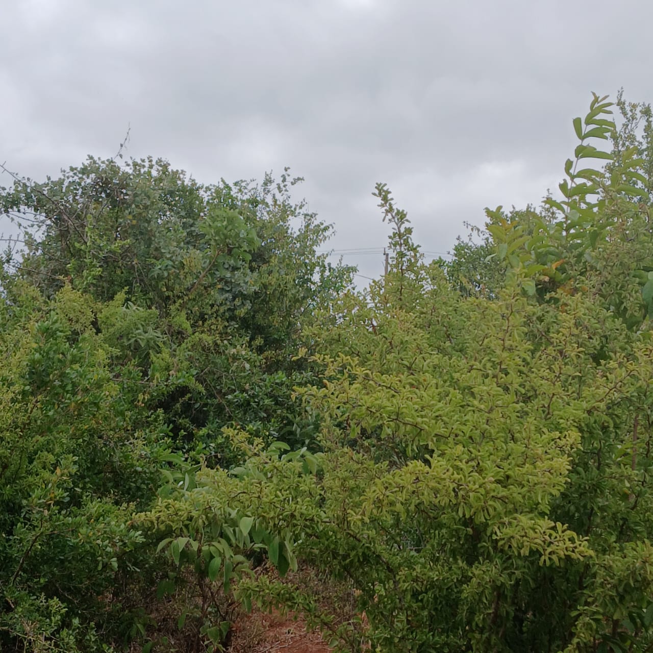 Unlock Your Agricultural & Lifestyle Oasis Near Thika!