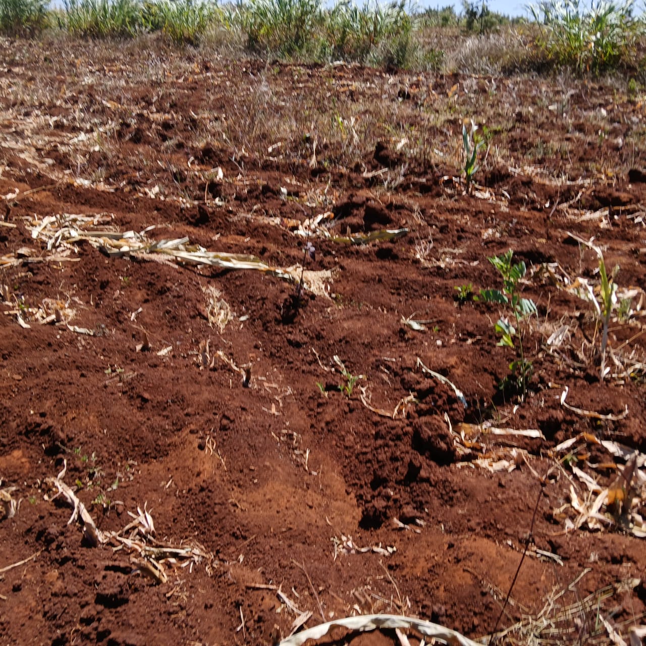 1.5 Acre Red Soil Parcel at Kilimambogo